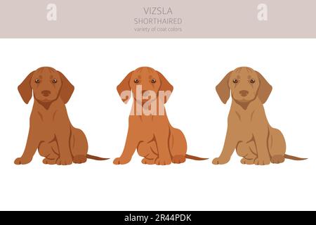 Vizsla shorthaired puppy clipart. Different poses, coat colors set.  Vector illustration Stock Vector