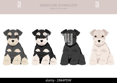 Miniature schnauzer puppy in different coat colors.  Vector illustration Stock Vector