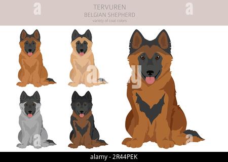 Belgian Tervuren puppy clipart. Different poses, coat colors set.  Vector illustration Stock Vector