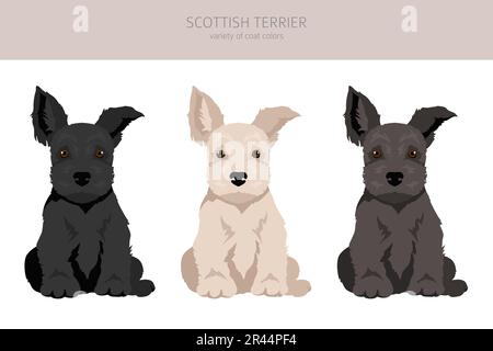 Scottish terrier puppies in different  coat colors. Puppy scottie set.  Vector illustration Stock Vector