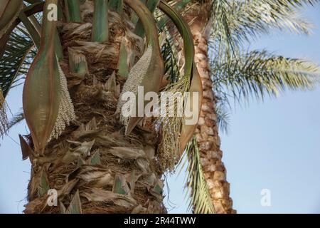 Close up of date palm flowers Stock Photo