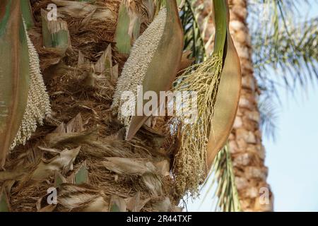 Close up of date palm flowers Stock Photo