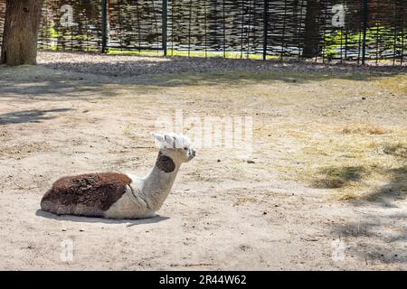 A llama cub is resting on the sand on a sunny day against the backdrop of a wicker fence. Copy space. Stock Photo