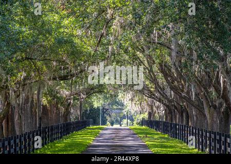 Dappled light filters through a canopy live oak trees with Spanish moss along the entrance drive to an upscale horse training farm in Eustis, Florida. Stock Photo