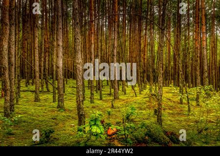 Polish Forest Dreamscape: Strong Autumn Colours with a Touch of Summer Green Stock Photo