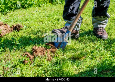 Man in gray work clothes digging hole with shovel to plant bushes in garden. Stock Photo