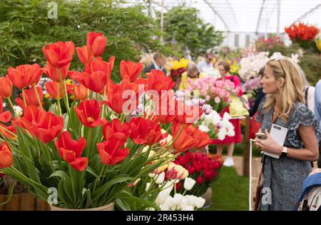 Chelsea Flower Show 2023 members day - A woman looking at tulips inside the Great Pavilion; Chelsea, London UK Stock Photo