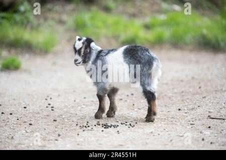 A small, black and white Nigora goat standing on a dirt road Stock Photo