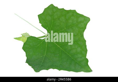 Cephalandra indica isolated on white background, it also known as the Ivy Gourd, Scarlet Gourd, or Tindora, is a tropical vine plant native to India a Stock Photo