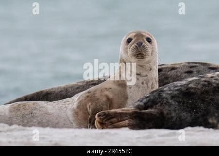 A young grey seal looking at the camera with its big round eyes. Stock Photo