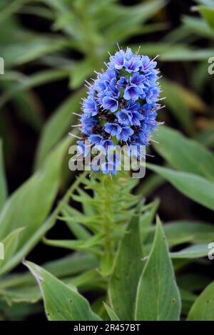 Gorgeous blue blossoms of the pride of Madeira flower. Echium Candicans Pride of Madeira blue flower spike in a garden with a natural green background Stock Photo