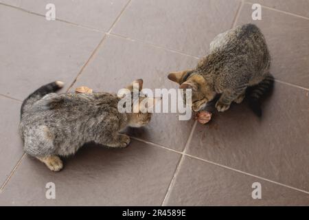 hungry homeless kittens eat on the street Stock Photo