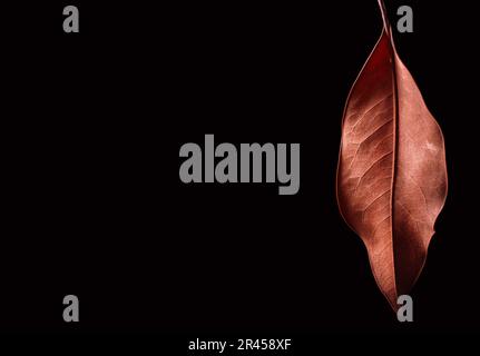 dry leaf on black background Stock Photo