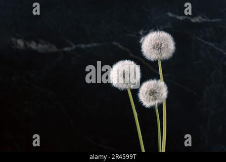 Three fluffy dandelions on a dark marble background Stock Photo