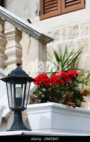 Red Pelargonium in the garden. Red geranium flowers in summer garden. Floral background. Richly blooming geranium flowers on rails in the streets of a Stock Photo