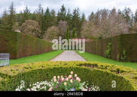 Tall yew hedging and lower box circle in the Long Border of the formal gardens: RHS Rosemoor, Devon, UK Stock Photo