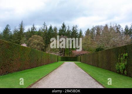 Tall neatly-trimmed yew hedges and grass lawns in the formal gardens at RHS Rosemoor, Devon, England, UK Stock Photo