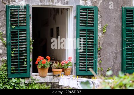 Orange and pink Pelargonium flowers in the flower pots on wooden window frame in a cozy european city. Orange geranium flowers on green window. Richly Stock Photo