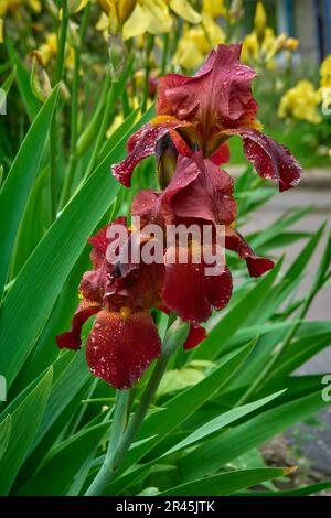 A burgundy iris flower with water droplets on the petals Stock Photo