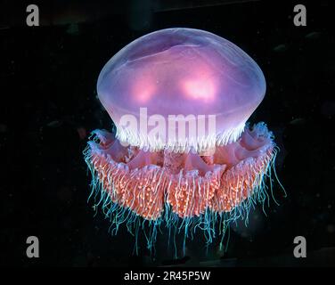 Floating moon jellyfish against black background Stock Photo - Alamy