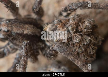 A wolf spider carries her offspring on her abdomen, the baby spiders hang on until they are old enough to go on their own. In Channel islands, CA. Stock Photo