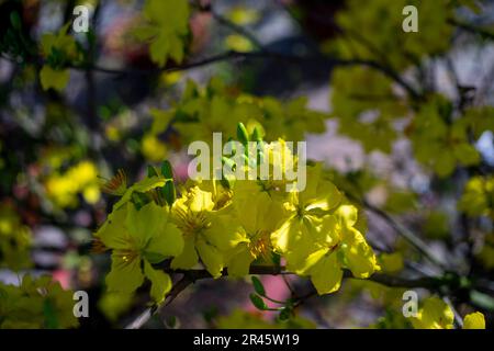 Sunshine makes trees and leaves and flowers have new things in the garden, we also need love every day Stock Photo