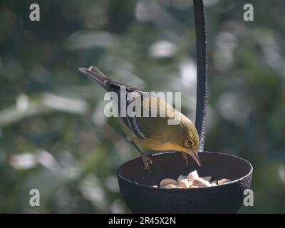 A small yellow Pine Warbler bird perched atop a feeder in a lush outdoor setting Stock Photo