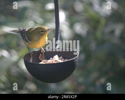 A small bright yellow Pine Warbler bird perched atop a bird feeder in a lush green outdoor environment Stock Photo