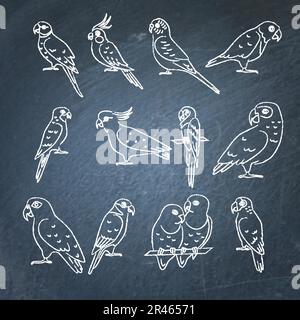 Collection of parrot icon sketches on chalkboard. Tropical bird drawings on blackboard. Stock Vector