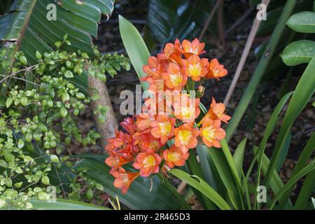 Natal lily (Clivia miniata), Kirstenbosch, Cape Town, South Africa Stock Photo