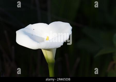 Arun Lily (Zantedeschia aethiopica), Kirstenbosch, Cape Town, South Africa Stock Photo