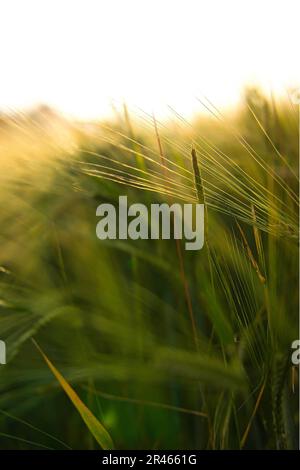 A close-up of lush green grass with long thin blades gently swaying in the breeze Stock Photo