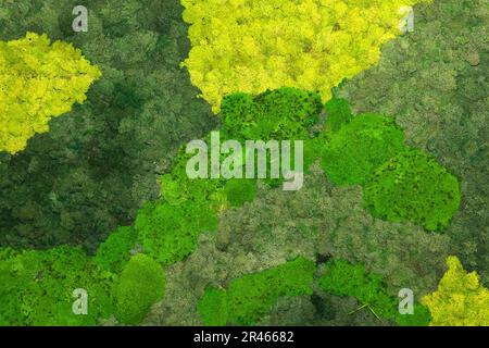 Live green lichens plants on wall pattern and texture background Stock Photo