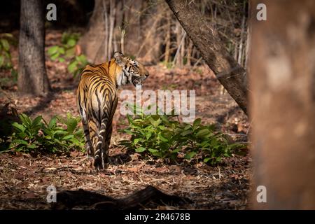 Bengal tiger stands in forest turning head Stock Photo