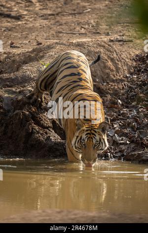 Bengal tiger stands half in waterhole drinking Stock Photo