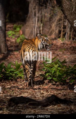 Bengal tiger stands in forest looking right Stock Photo