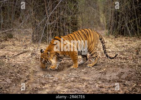Bengal tiger stands in forest sniffing ground Stock Photo