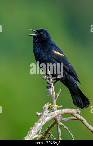 A red-winged blackbird (Agelaius phoeniceus) singing on top of a branch Stock Photo