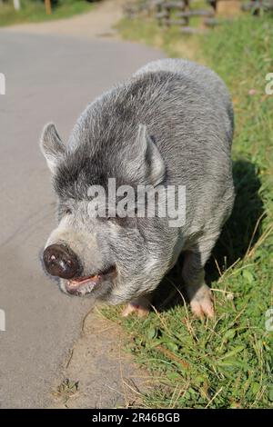 The picture was taken in Ukraine, on the road of the village of Pilipets. In the photo there is a portrait of a gray-haired Vietnamese pig. Stock Photo