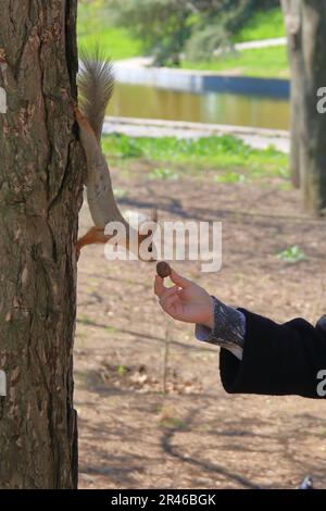 The photo was taken in the city of Odessa. The picture shows a hand-feeding of a squirrel in a city park. Stock Photo