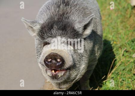 The picture was taken in Ukraine, on the road of the village of Pilipets. In the photo there is a portrait of a gray-haired Vietnamese pig. Stock Photo