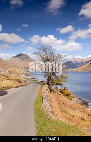 Tree, lake and mountains, Wastwater, Lake District, England Stock Photo
