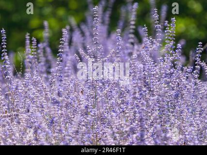Russian Sage, a drought-tolerant, showy and hardy perennial, blooming in the garden. Stock Photo