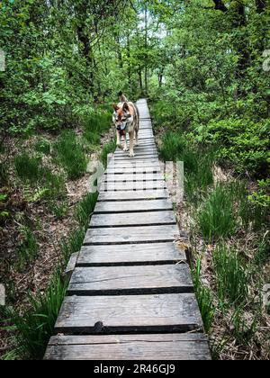 Wooden footbridge hiking trail through moorland in the German Belgian National Park Hohe Fagnes Stock Photo
