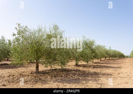 Olive grove on plowed and Clean Land. They are placed in rows. Sky is blue. Extremadura. Spain. Stock Photo