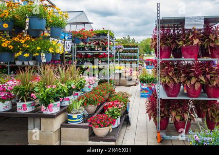 Rows & stacks of flowers and leafy plants in containers for sale in Lowe's garden center during spring. Wichita, Kansas, USA. Stock Photo