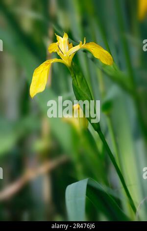 A yellow marsh iris in the reeds of a nature reserve near Mistelbach an der Zaya, Lower Austria Stock Photo