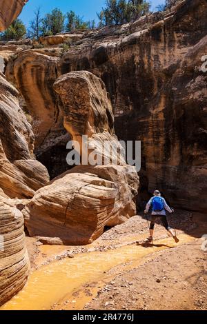 Usa, Utah, Escalante Wilderness. A Senior Male Hiker Scrambles Through 