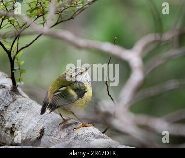 A bright green rifleman (Acanthisitta chloris) bird perched on a tree branch seen through branches Stock Photo