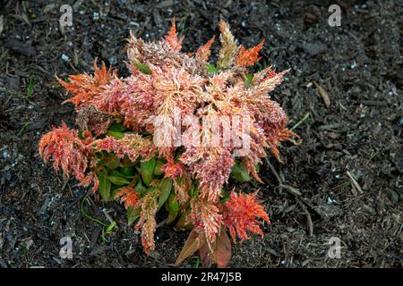 Sydney, New South Wales, Australia. 25th May, 2023. Astilbe Ostrich Plume (Thunbergii Hybrid) at a garden in Sydney, New South Wales, Australia. Astilbe ''˜Ostrich Plume' has brilliant salmon pink blossoms with an arching plume flower. The flowers are large and drooping, making them very different than the typical Astilbe. (Credit Image: © Tara Malhotra/ZUMA Press Wire) EDITORIAL USAGE ONLY! Not for Commercial USAGE! Stock Photo